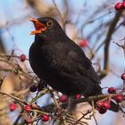 Amsel -