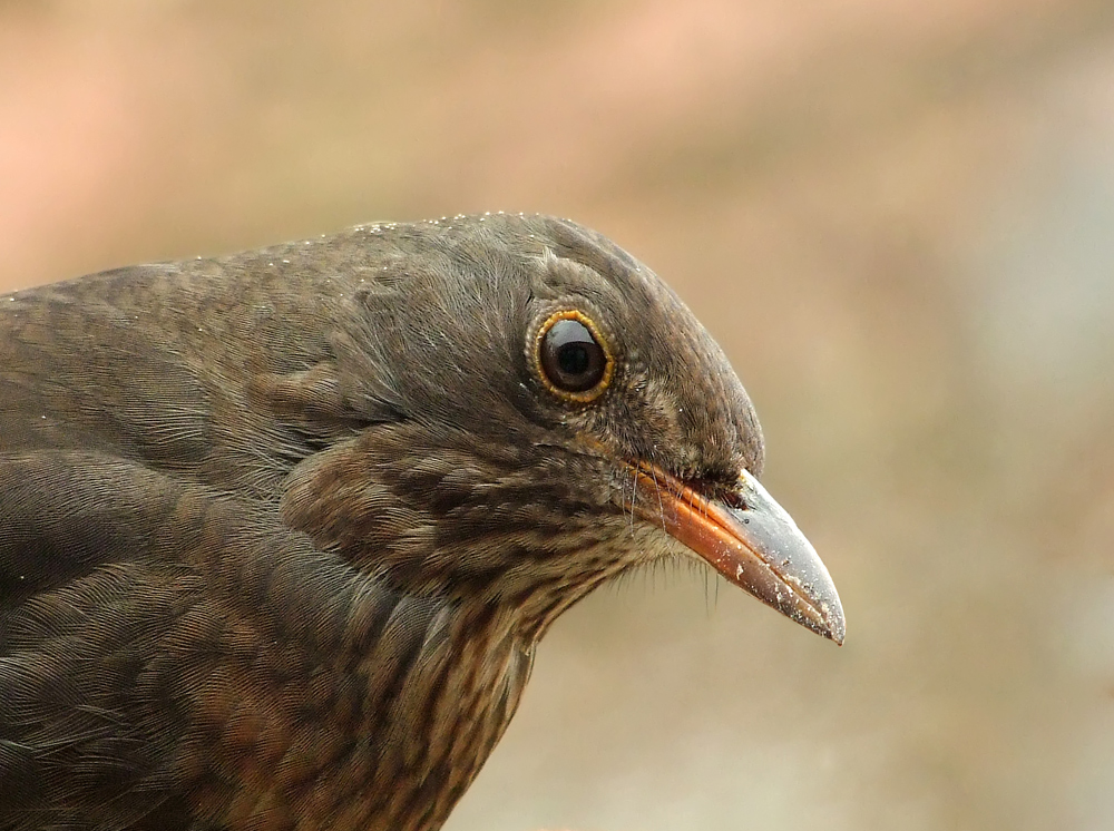 Amsel