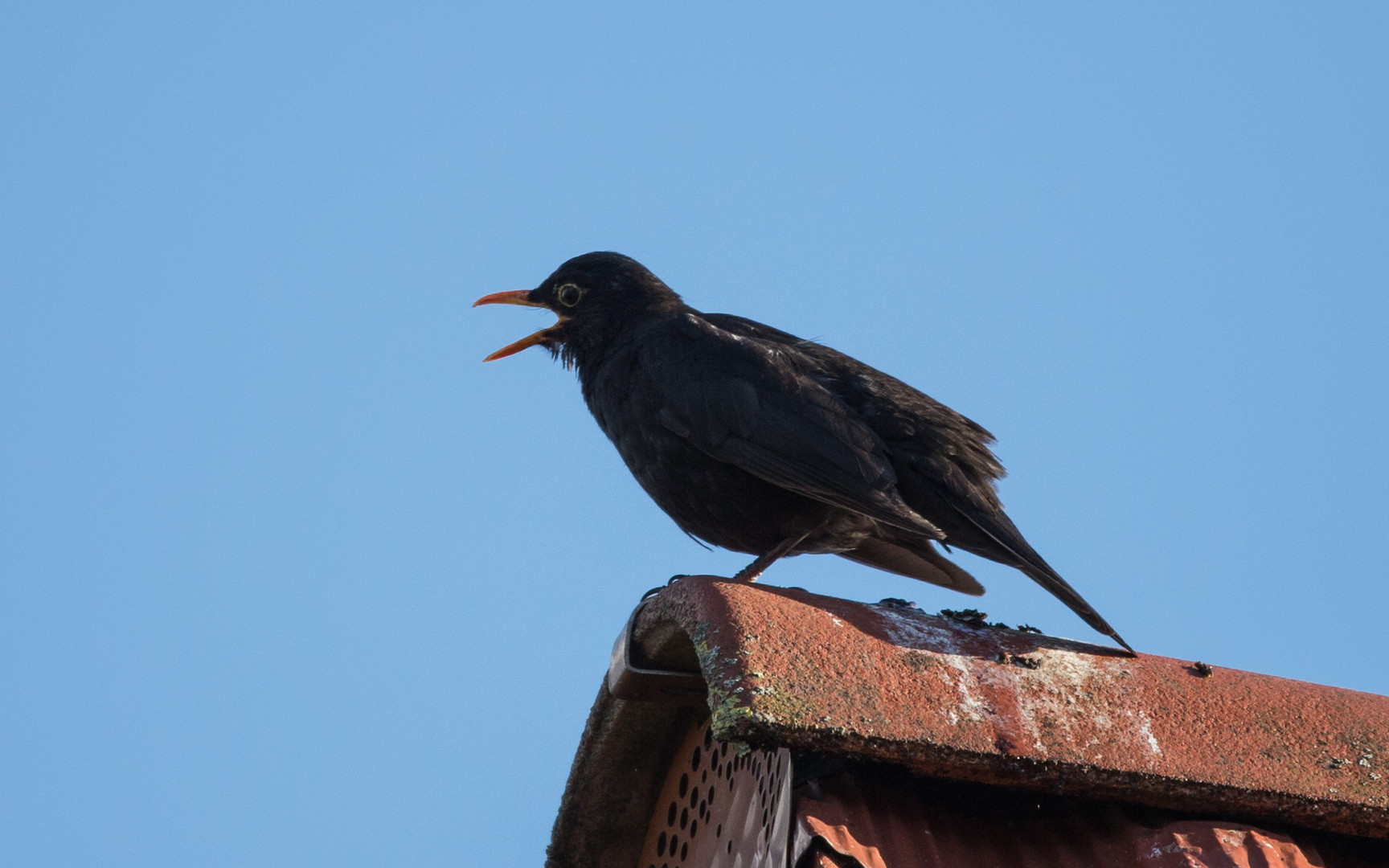 Amsel