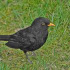 Amsel