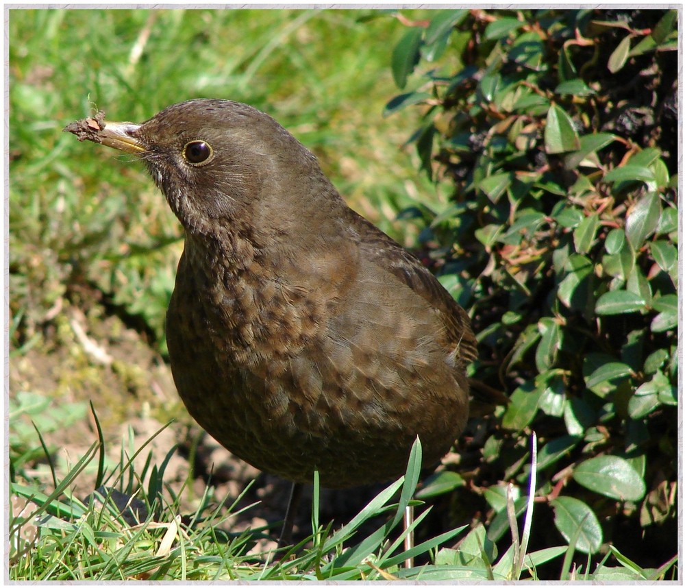 Amsel