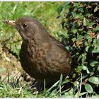 Amsel