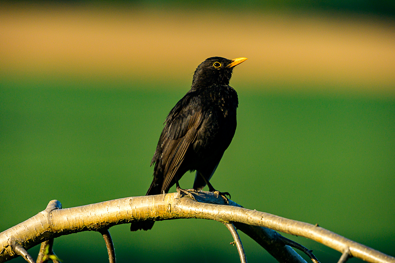 Amsel