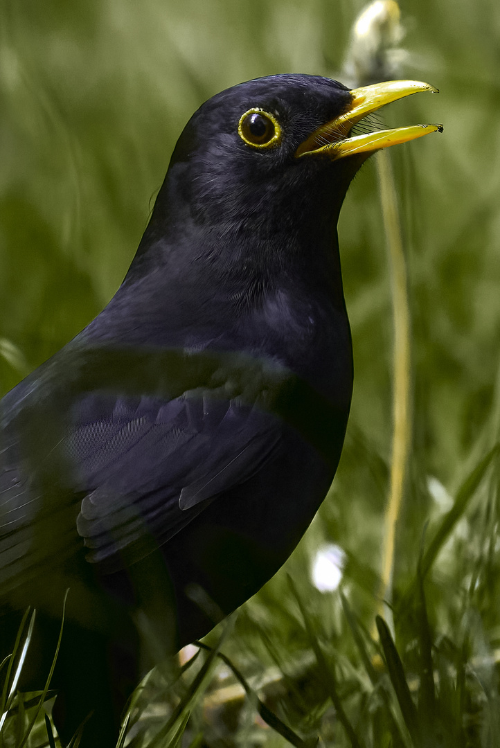 Amsel