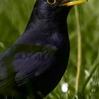 Amsel