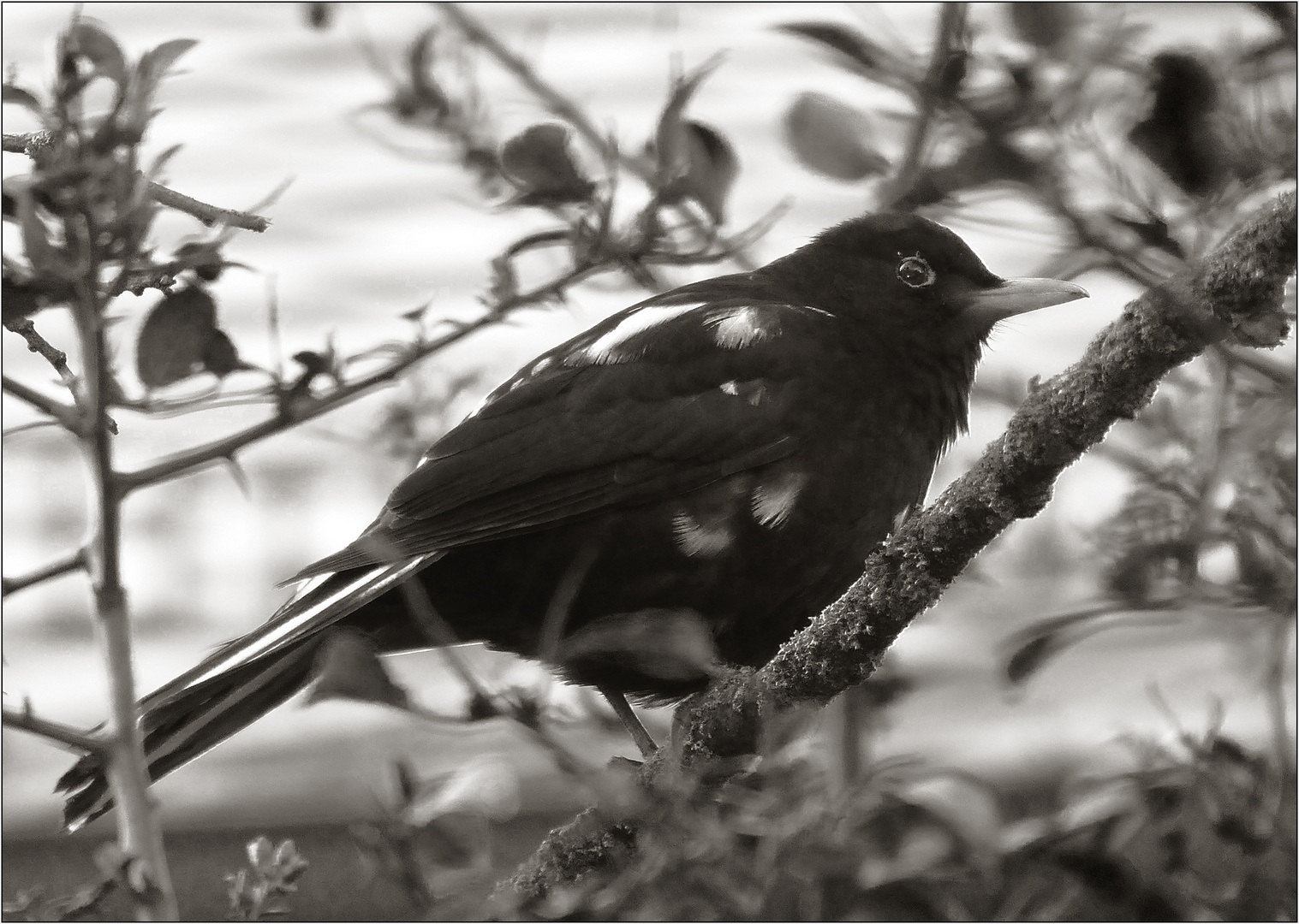 Amsel