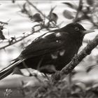 Amsel