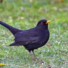 Amsel