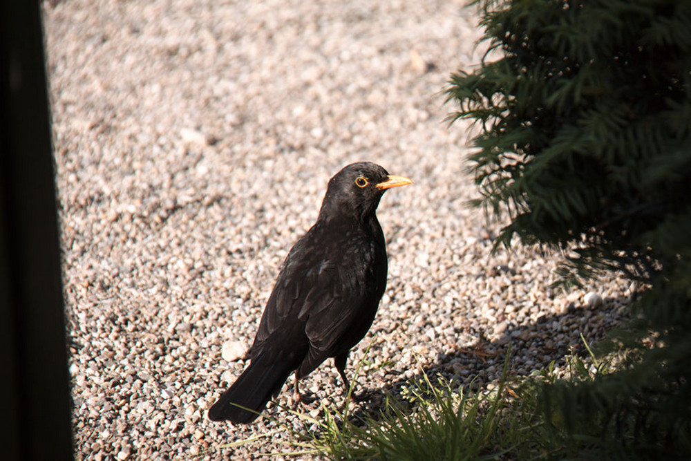 Amsel