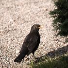 Amsel