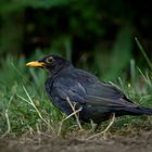 Amsel