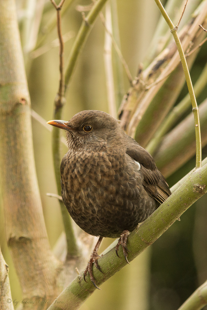 Amsel