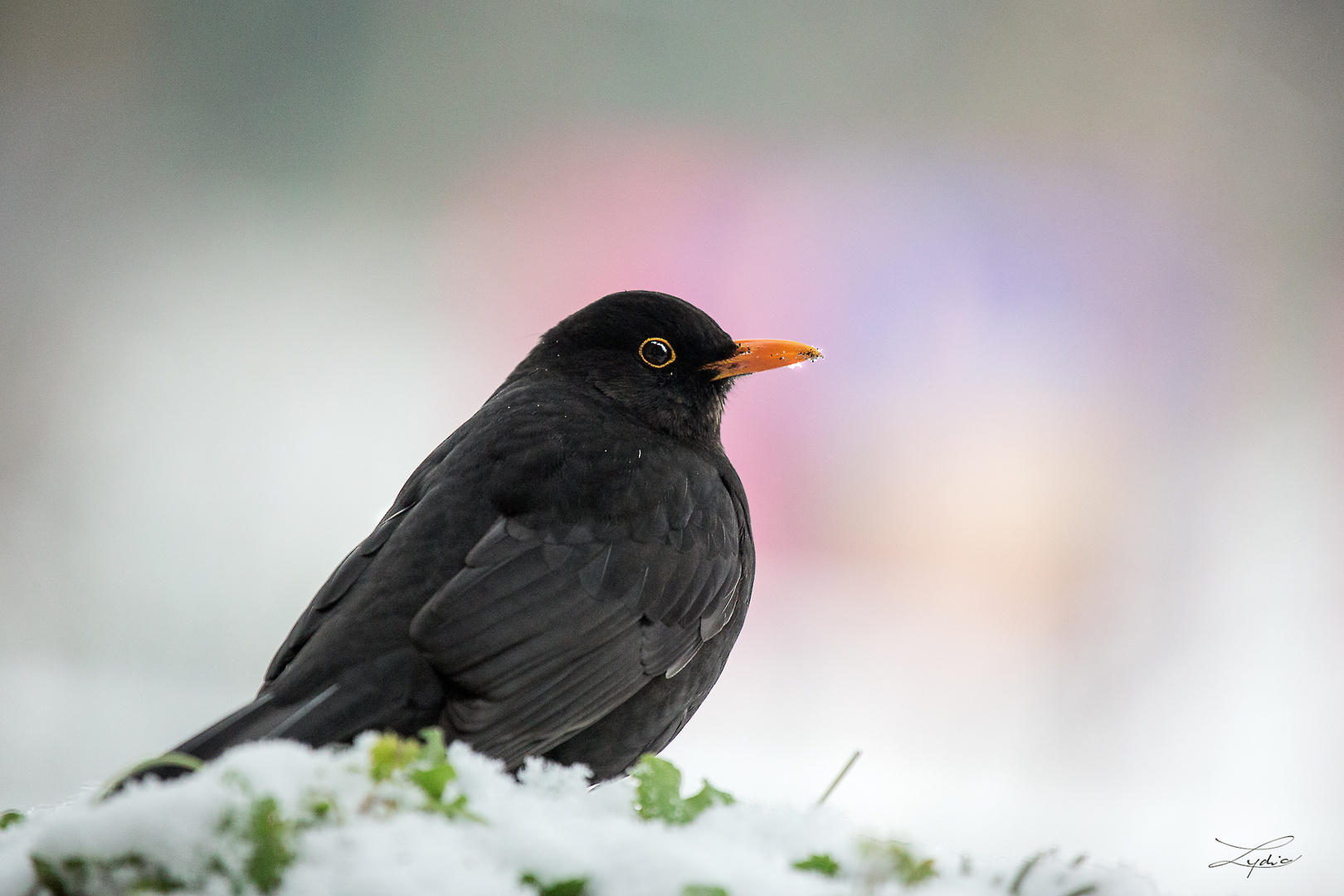 Amsel