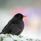 Amsel