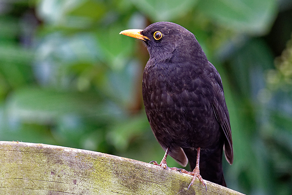 AMSEL 2