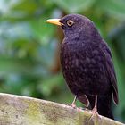 AMSEL 2