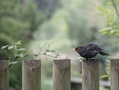 Amsel 2