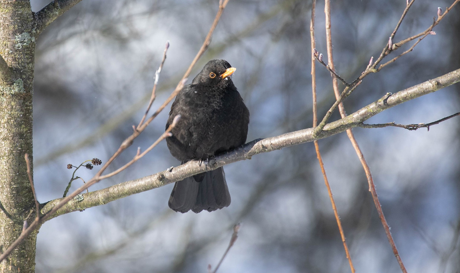 Amsel 2