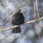 Amsel 2