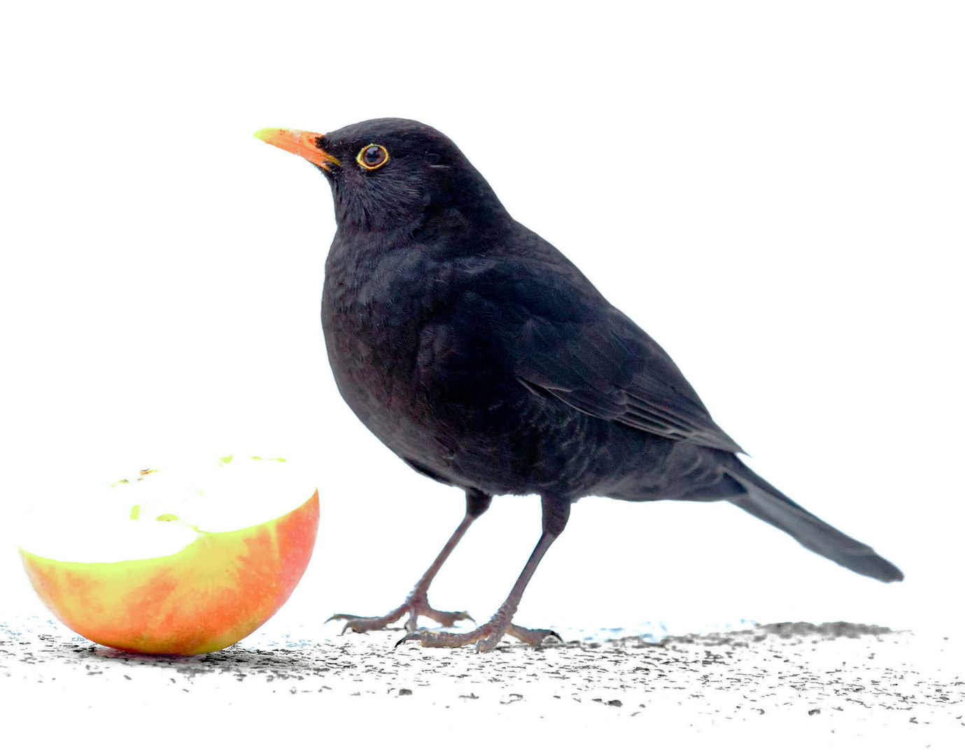 Amsel 2