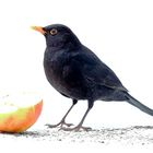 Amsel 2