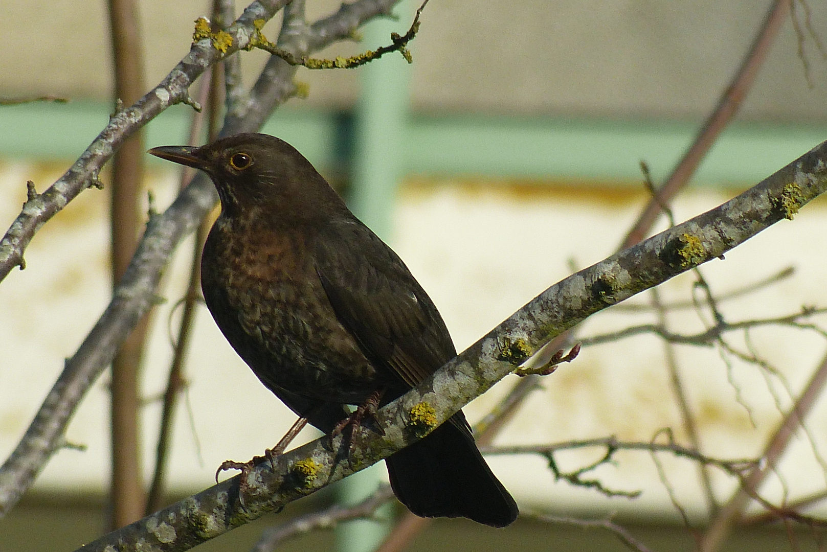 Amsel 2