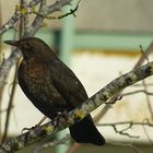 Amsel 2