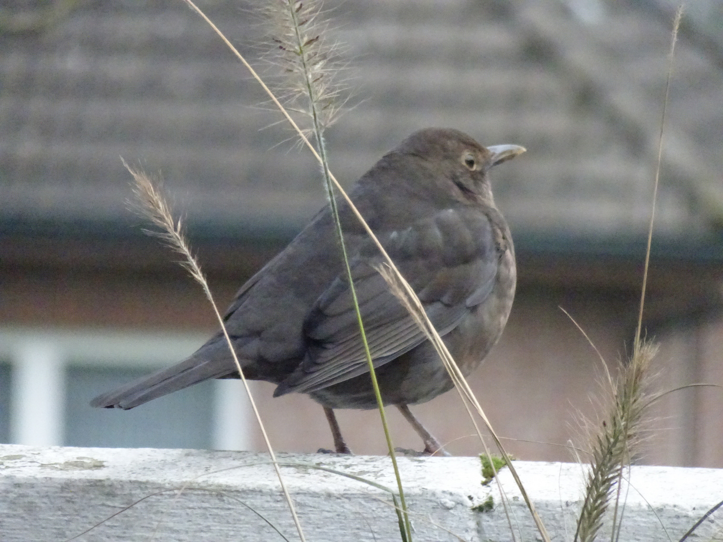 Amsel 2