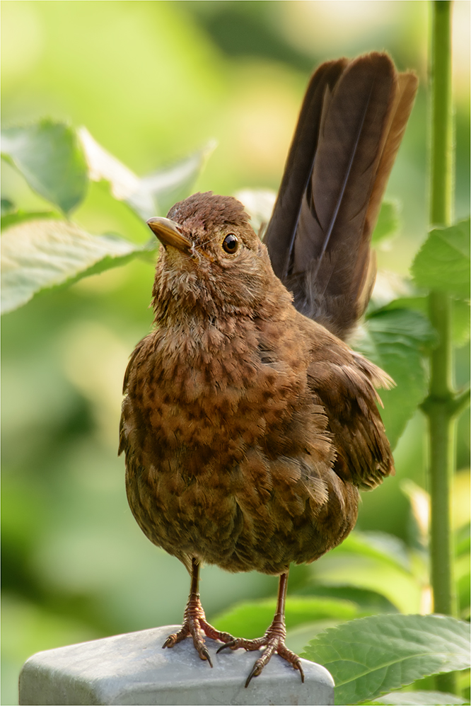 Amsel #2