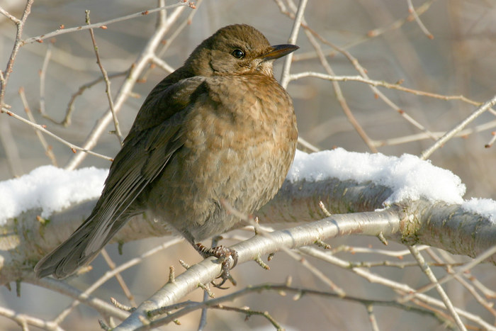 Amsel 2