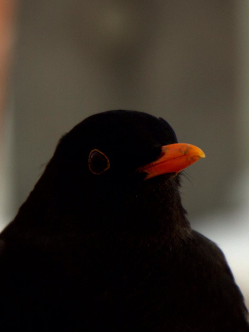 Amsel 2