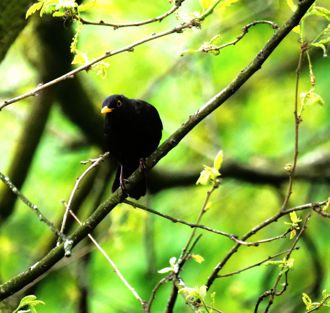 Amsel 2