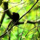 Amsel 2