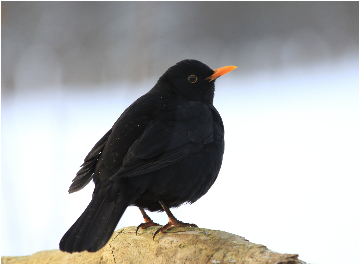 Amsel 2