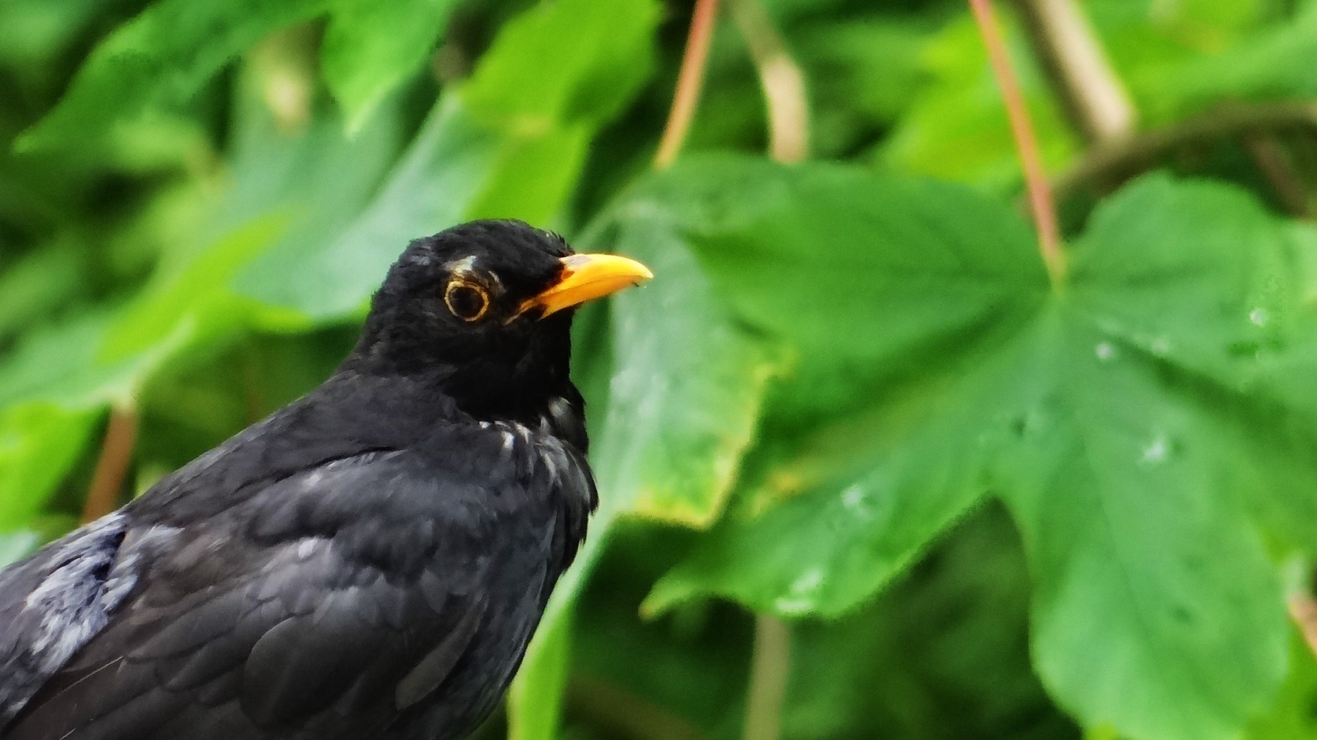 Amsel 2