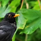 Amsel 2