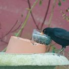 Amsel -2-