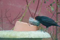 Amsel -2-