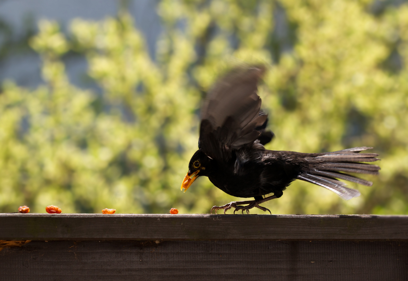 Amsel 2