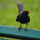 Amsel 2