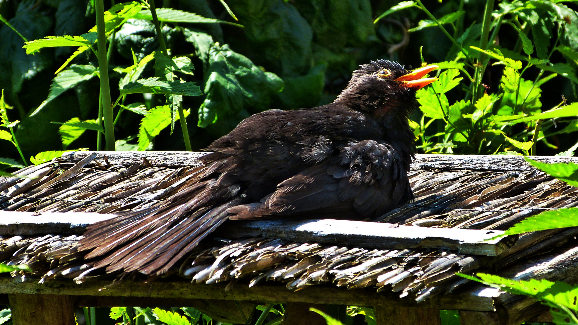 Amsel 2