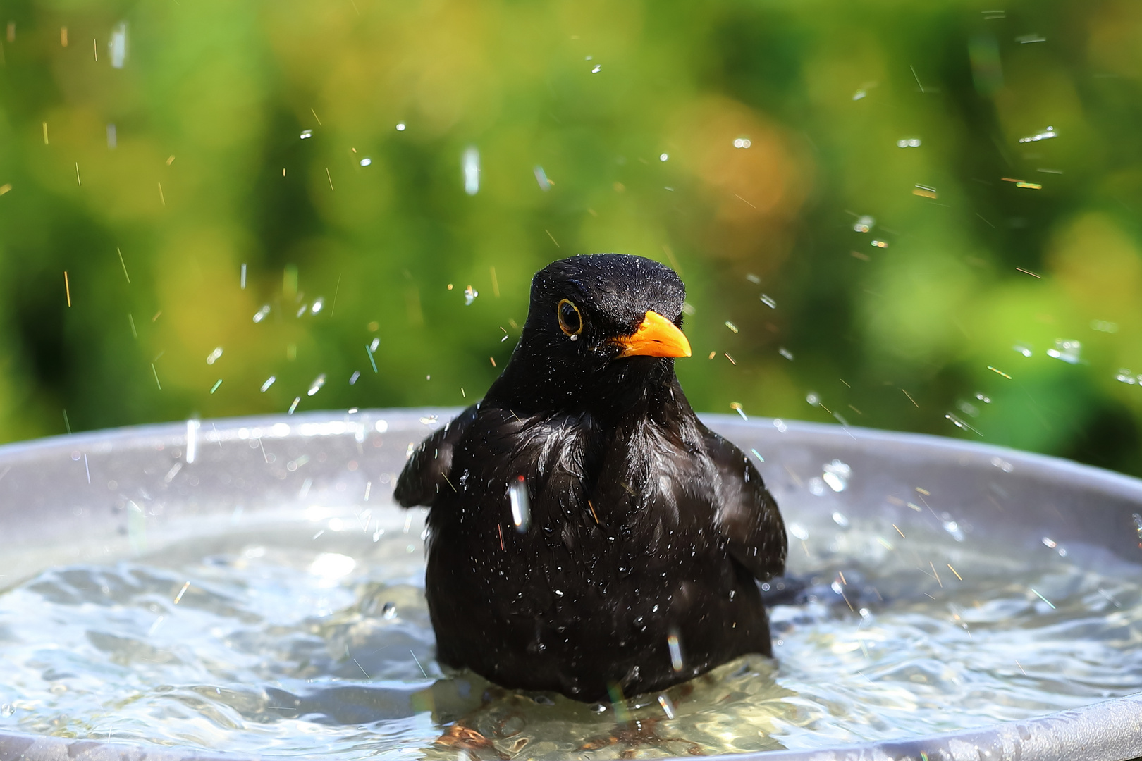 Amsel (2)