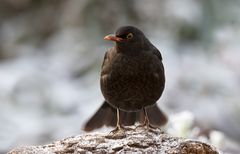 amsel