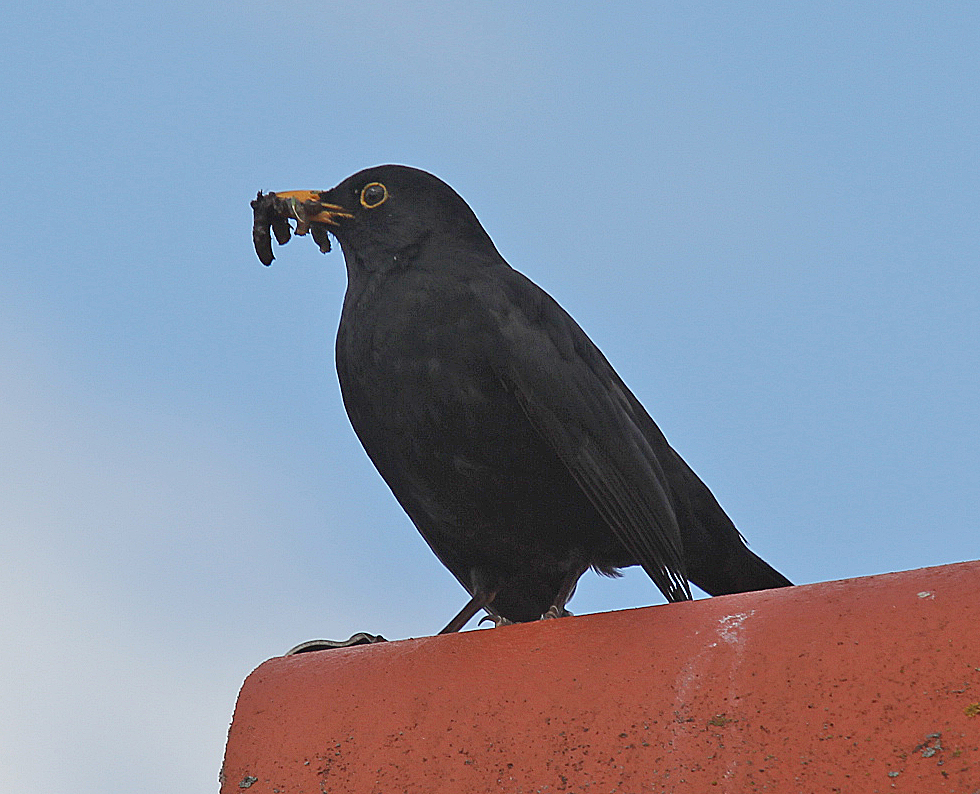 Amsel