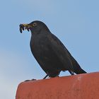 Amsel