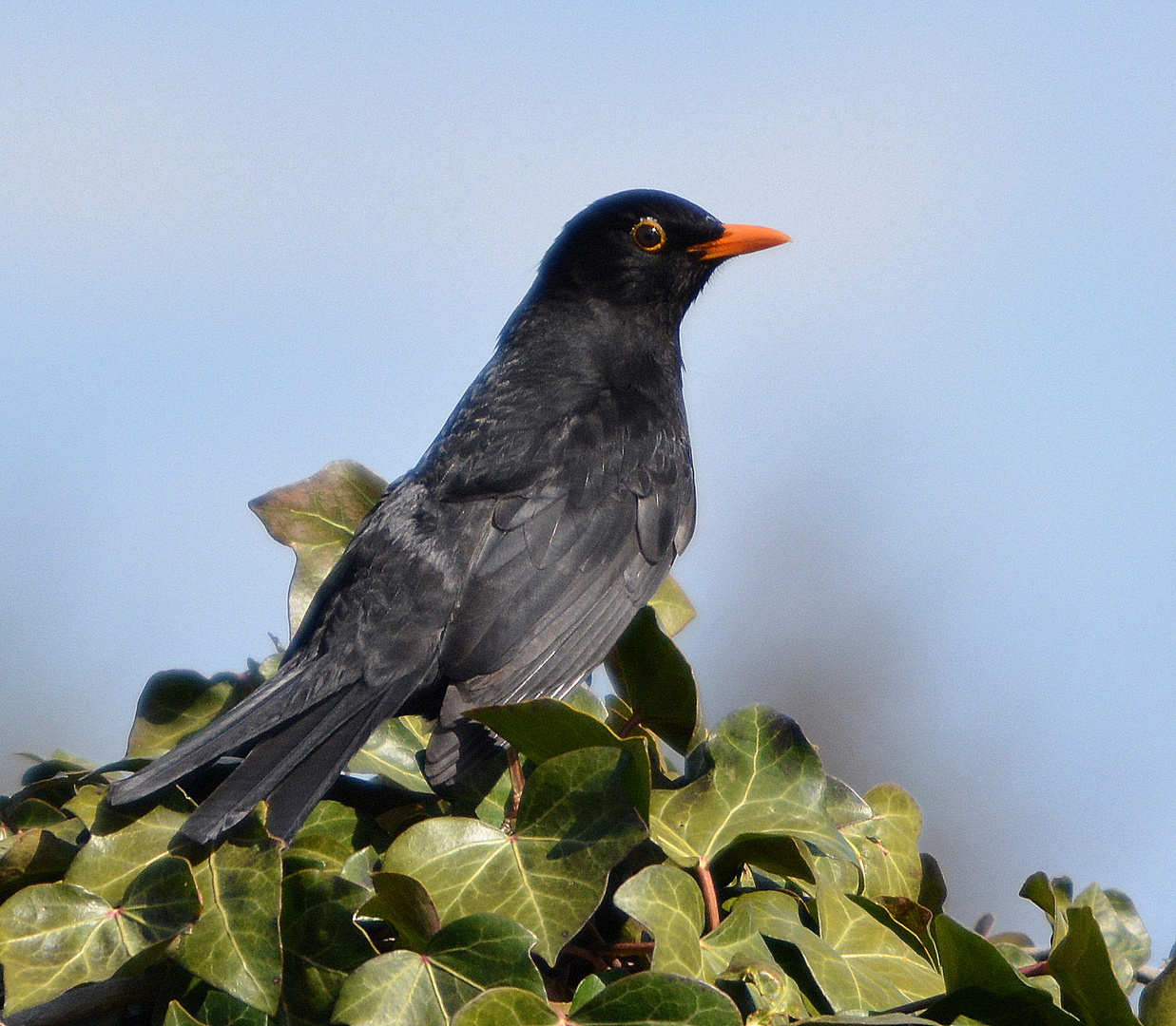 amsel