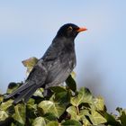 amsel