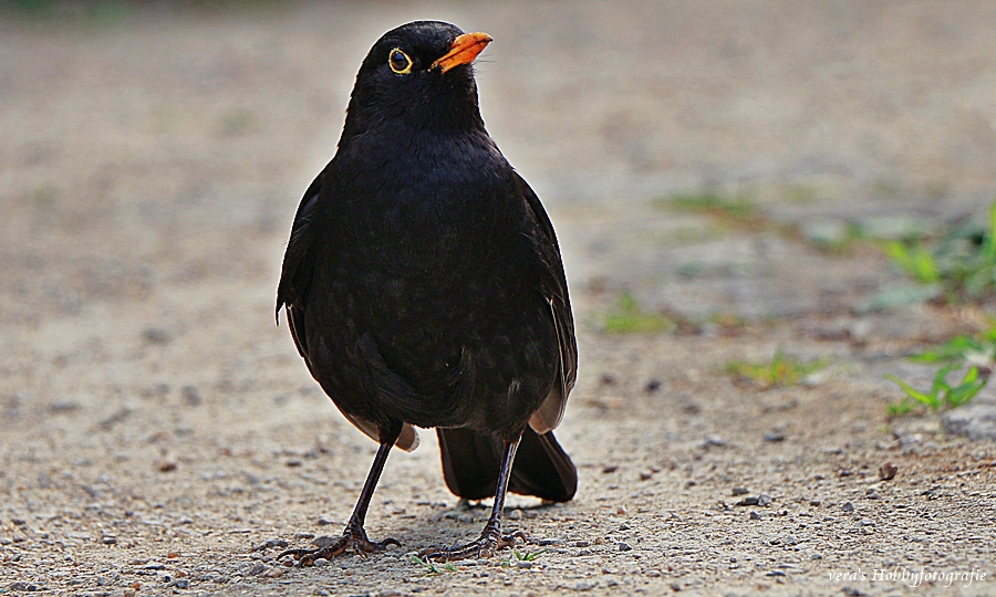 Amsel