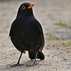 Amsel