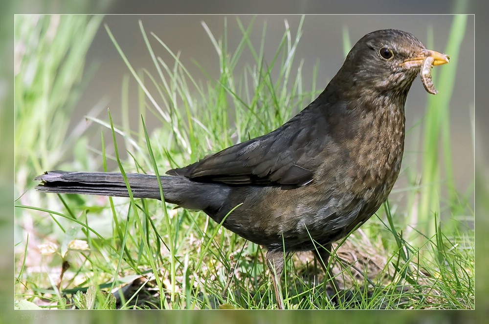 Amsel